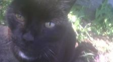 moulin 11 black is the cat --version 2 manu migralouest by tartempion manu migralouest