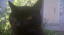 moulin 09 black is the cat manu migralouest by tartempion manu migralouest